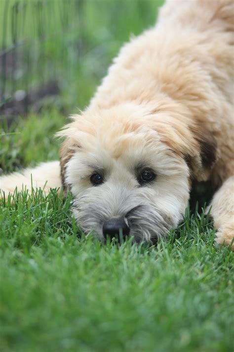 soft coated wheaten terrier dna test|Soft Coated Wheaten Terrier .